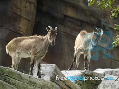 Capricorn Stock Photo