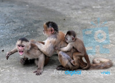 Capuchin Monkey In The Town Of Misahualli,  Amazon, Ecuador Stock Photo