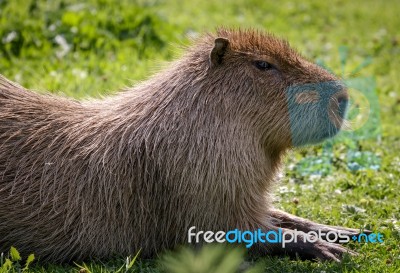 Capybara (hydrochoerus Hydrochaeris) Stock Photo