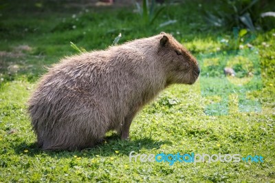 Capybara (hydrochoerus Hydrochaeris) Stock Photo