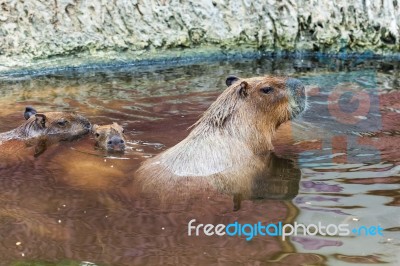 Capybara In Water Stock Photo