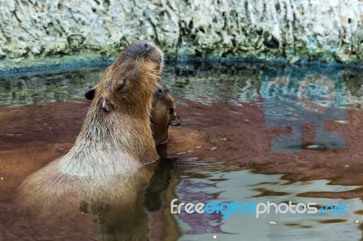 Capybara In Water Stock Photo