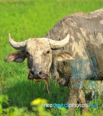  Carabao Stock Photo