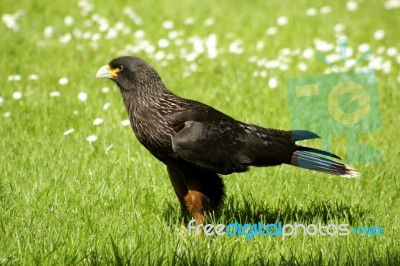 Caracara Stock Photo