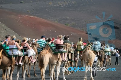 Caravan Of Camels Carrying Tourists Along A Well Trodden Route Stock Photo