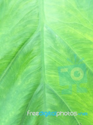 Carbon Leaf Texture Stock Photo