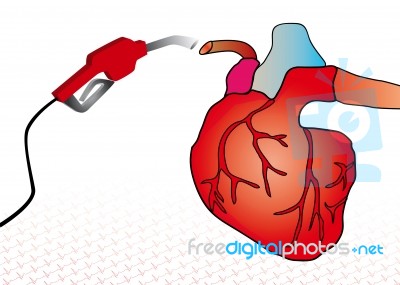 Cardiac System Stock Image