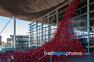 Cardiff/uk - August 27 : Poppies Pouring Out Of The Welsh Assemb… Stock Photo