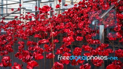 Cardiff/uk - August 27 : Poppies Pouring Out Of The Welsh Assemb… Stock Photo