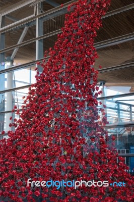 Cardiff/uk - August 27 : Poppies Pouring Out Of The Welsh Assemb… Stock Photo