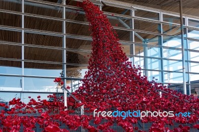 Cardiff/uk - August 27 : Poppies Pouring Out Of The Welsh Assemb… Stock Photo