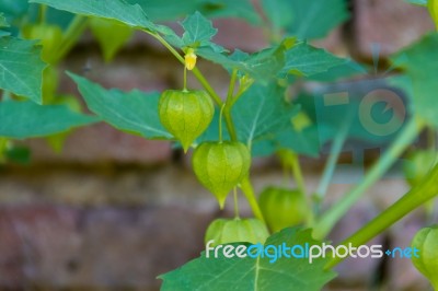 Cardiospermum Halicacabum Plant Chinese Lantern Creeper With Bricks Background Stock Photo