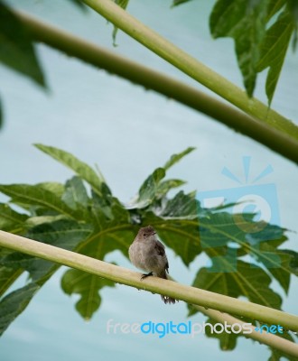 Caribbean Elaenia Stock Photo