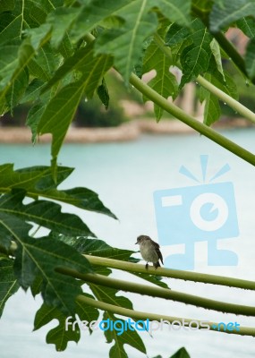 Caribbean Elaenia Stock Photo