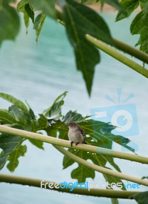 Caribbean Elaenia Stock Photo