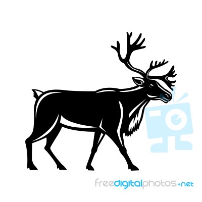 Caribou Walking Side Retro Stock Image