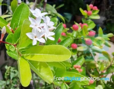 Carissa Carandas (bengal-currants) White Flower In Nature Garden.  Stock Photo