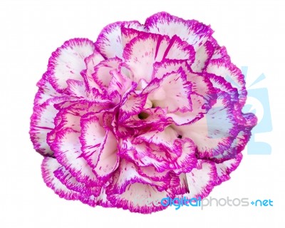 Carnation Flower On White Background Stock Photo