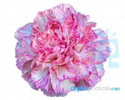 Carnation Flower On White Background Stock Photo