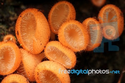 Carnivorous Fungi Stock Photo