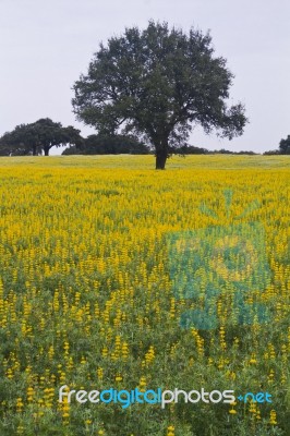 Carob Trees And Lupine Flowers Stock Photo