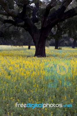 Carob Trees And Lupine Flowers Stock Photo