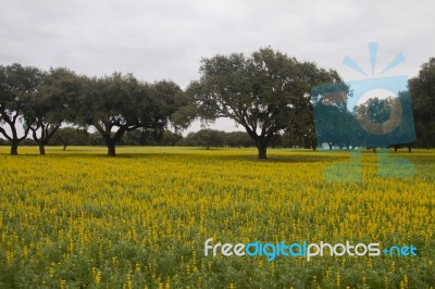 Carob Trees And Lupine Flowers Stock Photo