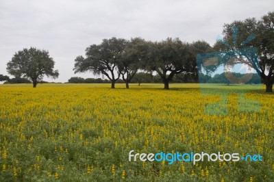 Carob Trees And Lupine Flowers Stock Photo