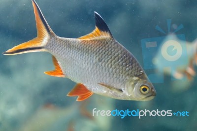 Carp Stock Photo