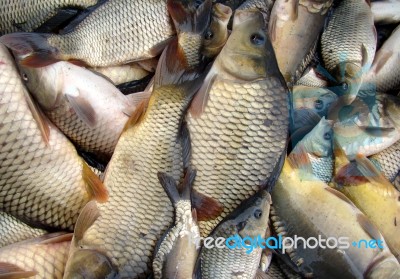 Carp Background Stock Photo