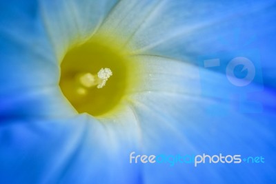 Carpel Of Blue Flower Stock Photo