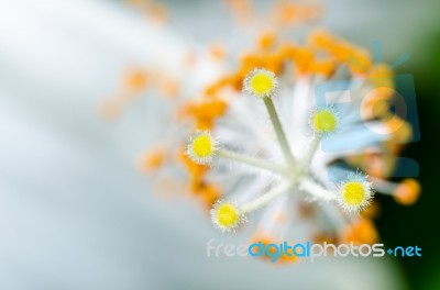 Carpel Of The White Hibiscus Flowers Stock Photo