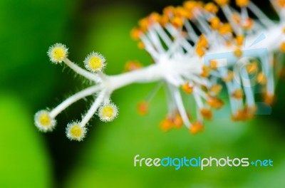 Carpel Of The White Hibiscus Flowers Stock Photo