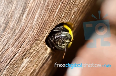 Carpenter Bee Stock Photo