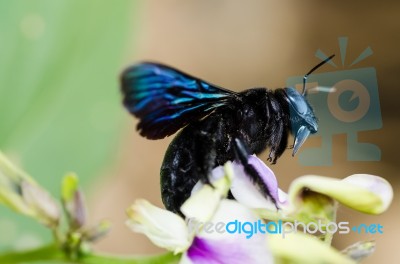 Carpenter Bee Macro Stock Photo