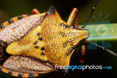 Carpocoris Mediterraneus Stock Photo