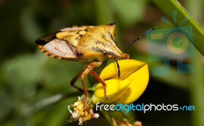 Carpocoris Mediterraneus Stock Photo