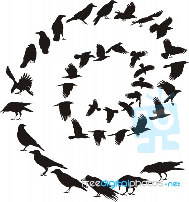 Carrion Crow In A Spiral Stock Image