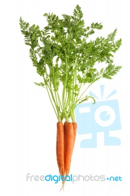 Carrots Stock Photo