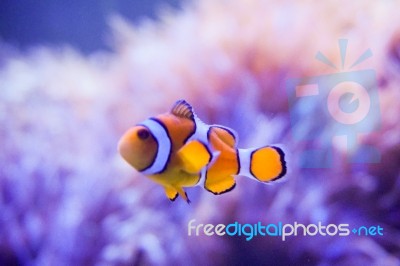 Cartoon Fish Near Sea Anemone Stock Photo