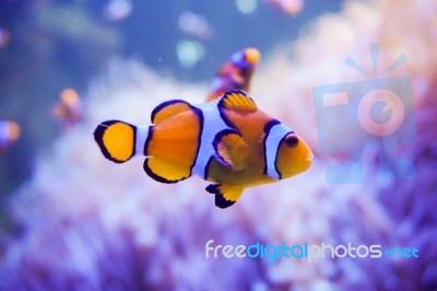 Cartoon Fish Near Sea Anemone Stock Photo