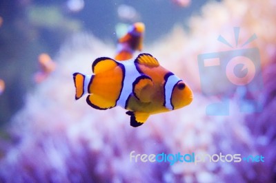 Cartoon Fish Near Sea Anemone Stock Photo