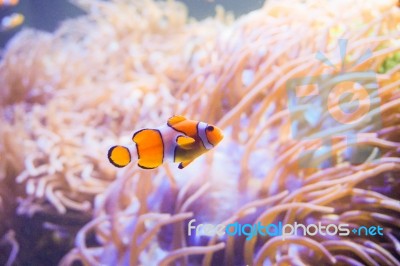 Cartoon Fish Near Sea Anemone Stock Photo