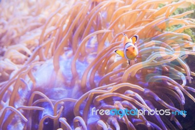 Cartoon Fish Near Sea Anemone Stock Photo