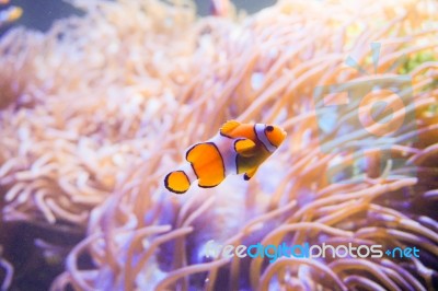 Cartoon Fish Near Sea Anemone Stock Photo