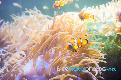 Cartoon Fish Near Sea Anemone Stock Photo