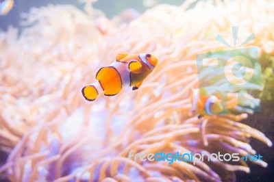 Cartoon Fish Near Sea Anemone Stock Photo