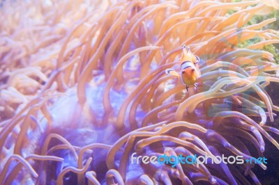 Cartoon Fish Near Sea Anemone Stock Photo