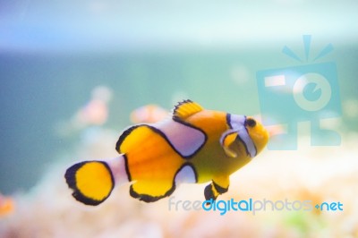 Cartoon Fish Near Sea Anemone Stock Photo