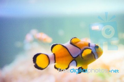 Cartoon Fish Near Sea Anemone Stock Photo